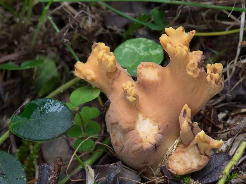 Ramaria testaceoflava